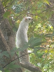 Sciurus carolinensis
