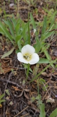 Calochortus subalpinus