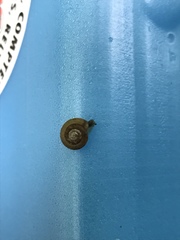 Discus rotundatus
