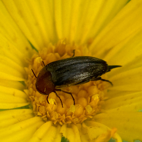 Mordellistena comata