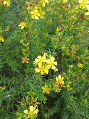 Hypericum brachyphyllum