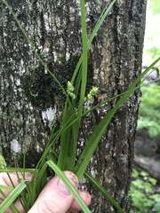Carex cephaloidea