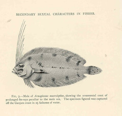 Large-Crested Lefteye Flounder photo 3
