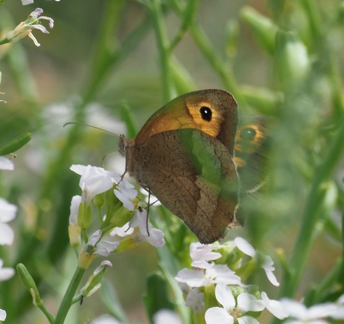 Maniola jurtina