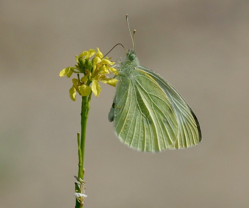 Pieris rapae