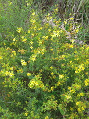 Hypericum brachyphyllum