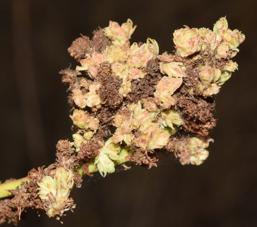 skeletonweed gall mite