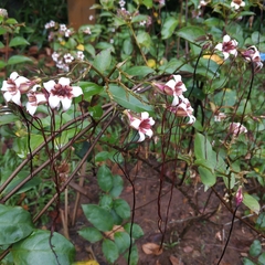 Strophanthus preussii