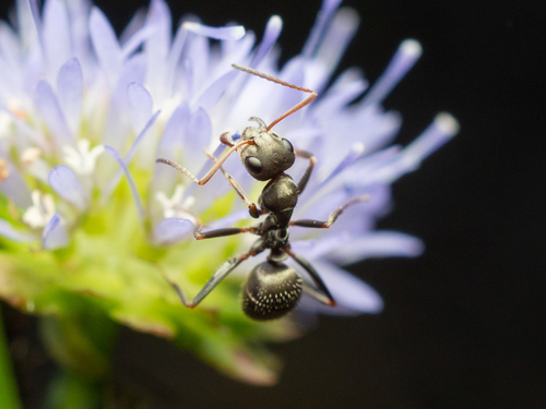 Formica cinerea