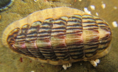 Ischnochiton maorianus