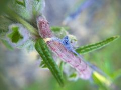 Lepidoptera
