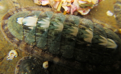 Ischnochiton maorianus