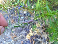 Lepidoptera