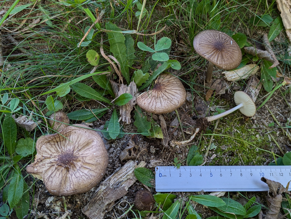 Oudemansiella japonica