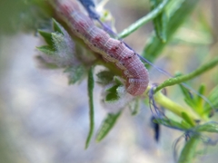 Lepidoptera