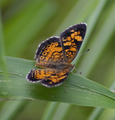 Phyciodes tharos