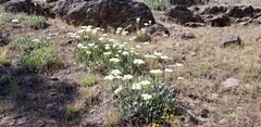 Oligogonum