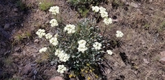 Oligogonum