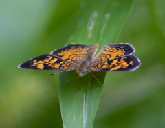 Phyciodes tharos