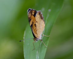 Phyciodes tharos