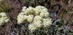 Oligogonum