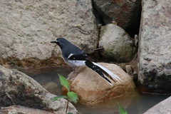 Enicurus schistaceus