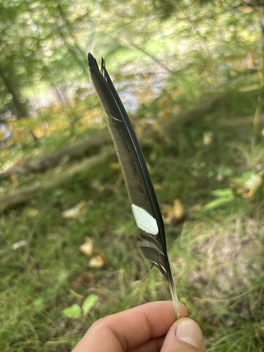 Plume de Engoulevent d'Amérique