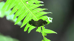 Luma sericea