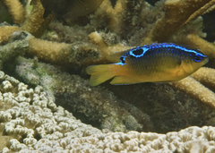 Chrysiptera biocellata