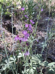 Sidalcea neomexicana