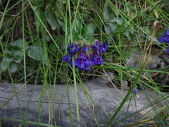 Penstemon ovatus