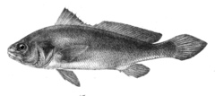 Croaker photo 1