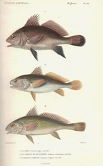 Croaker photo 2