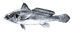 Croaker photo 3