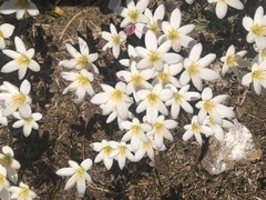 Zephyranthes fosteri