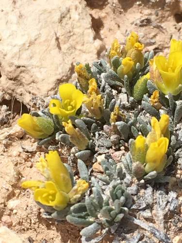 Physaria hitchcockii ssp. rubicundula
