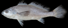 Blackmouth Croaker photo 1
