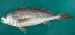 Blackmouth Croaker photo 2