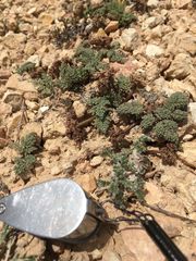 Cymopterus minimus