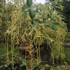 Strophanthus