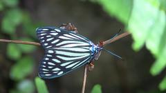 Cyclosia papilionaris