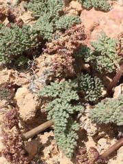 Cymopterus minimus