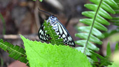 Cyclosia papilionaris