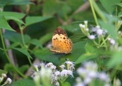 Cupha erymanthis lotis