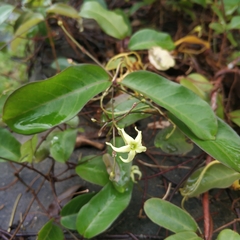Cryptolepis sinensis