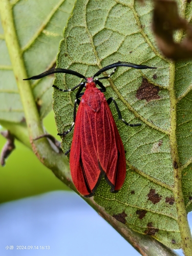 Alloprocris