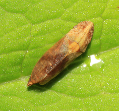 Petalocephala engelhardti