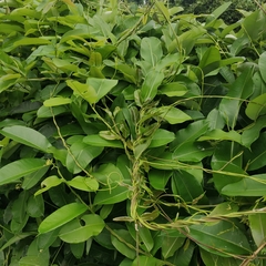 Cryptolepis buchananii