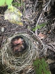 Empidonax difficilis