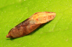 Petalocephala engelhardti